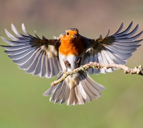 Wildlife photograph of a bird in flight